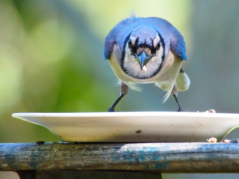 Simplify Your Cleanup with Rubbish Removal Bags as a Convenient Skip Alternative